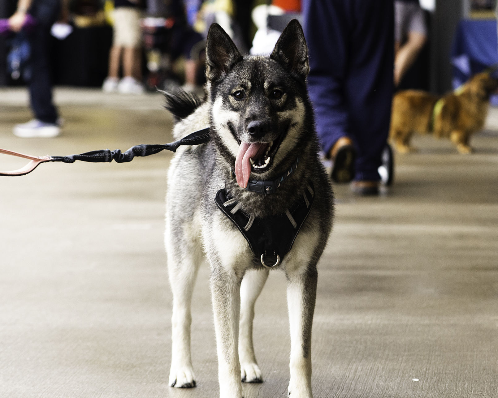 Bark in the Park